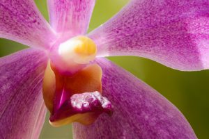 Diese Blüte einer Wanda-Orchidee wurde mit Focus Stacking von der Lippe bis zu den hinteren Blütenblättern scharf abgebildet.