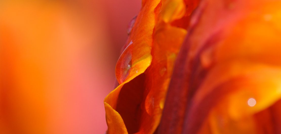 Makrofotografie eines Tulpe