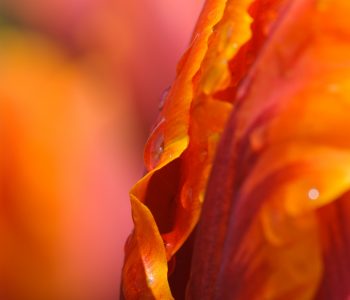 Makrofotografie eines Tulpe