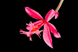 Diese Orchideenblüte wird durch den Farbkontrast besonders betont