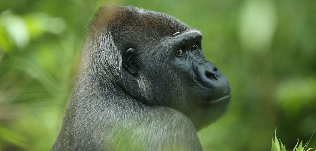 Gorilla beim Fotoworkshop Zoofotografie - Eine Besuch im Zoo Kölle