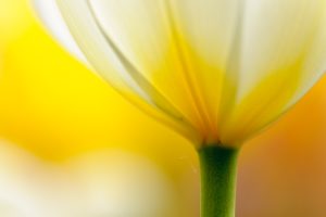 Makrofotografie einer Tulpe wie sie beim Fotoworkshop Orchideen & Tulpen auf der Insel Mainau fotografiert werden kann