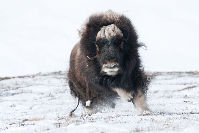 In a two-year-project; I'd photographed the living of Muskoxen In Dovrefjell Nationalpark/Norway esp. in winter. One time; I'd followed a herd of 6 male musoxen over some weeks. After a time, I could get scenes, that are for me unique.