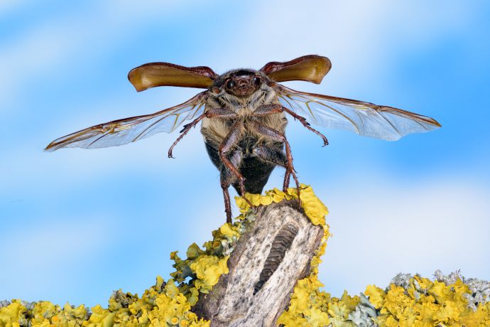 Präparierter Feldmaikäfer (Melolontha melolontha) in Abflugs-Pose (Focus Stack) Präparierter Feldmaikäfer (Melolontha melolontha) in Abflugs-Pose (Focus Stack)