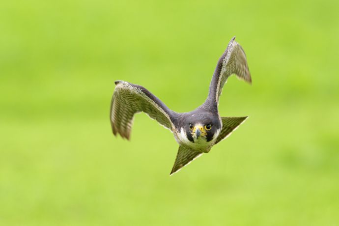 Wanderfalke (Falco peregrinus) im direkten Anflug Wanderfalke (Falco peregrinus) im direkten Anflug