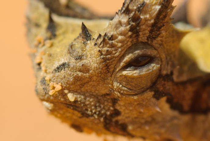 Makro-Portrait eines Dornteufels (Moloch horridus) aus Australien Makro-Portrait eines Dornteufels (Moloch horridus) aus Australien