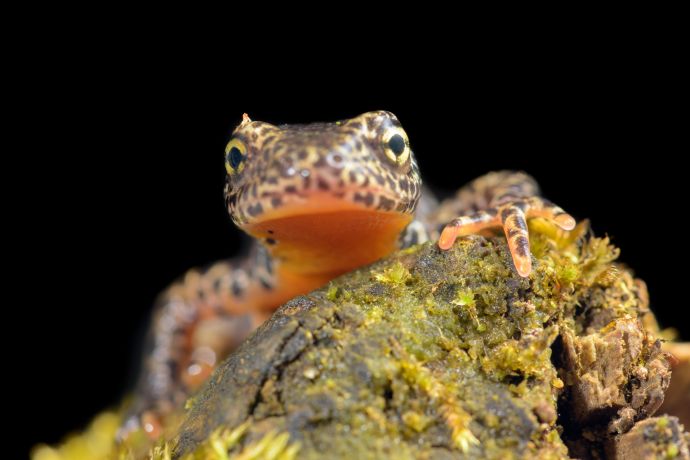 Portrait eines Alpenmolchs (Ichthyosaura alpestris) bei Nacht. Portrait eines Alpenmolchs (Ichthyosaura alpestris) bei Nacht.
