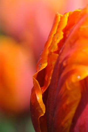 Makrofotografie eines Tulpe Makrofotografie eines Tulpe