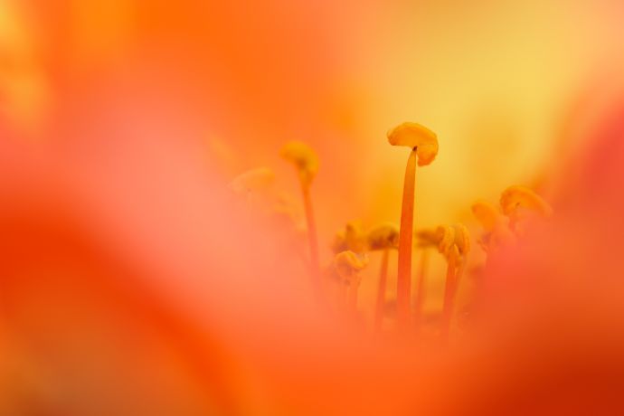 Blick ins Innere einer Rose Blick ins Innere einer Rose