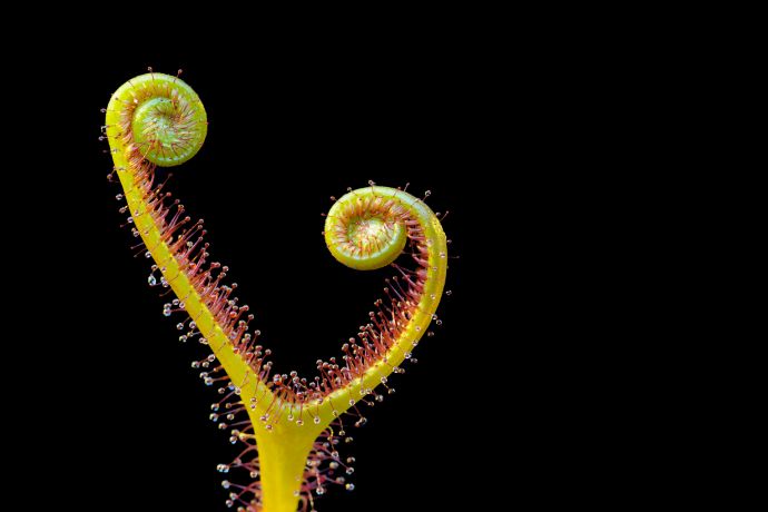 Die Makrofotografie zeigt die Blattknospe eines Sonnetaus Die Makrofotografie zeigt die Blattknospe eines Sonnetaus