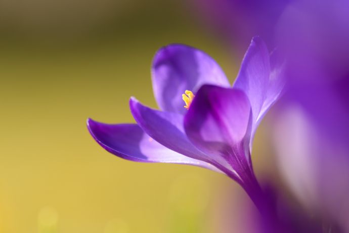 Makrofotografie eines Krokus im Frühjahr Makrofotografie eines Krokus im Frühjahr
