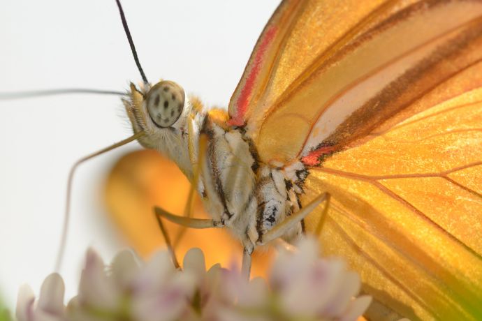 Diese Makrofotografie zeigt einen Yulia Falter (Doras Yulia) von unten gegen den Himmel Diese Makrofotografie zeigt einen Yulia Falter (Doras Yulia) von unten gegen den Himmel