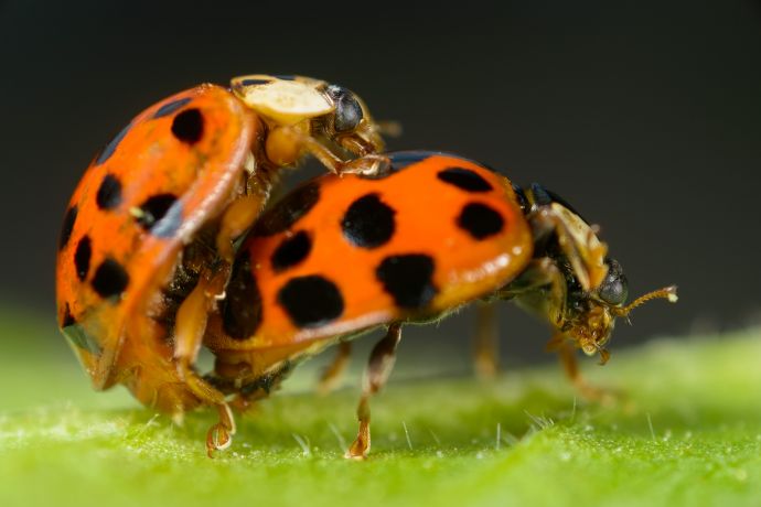 Paarung zweier asiatischer Marienkäfer (Harmonia axyridis) Paarung zweier asiatischer Marienkäfer (Harmonia axyridis)