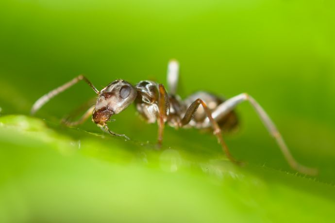 Extremmakro einer Gartenameise Extremmakro einer Gartenameise