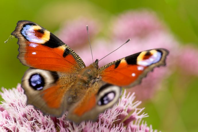 Makrofotografie eines Tagpfauenauges (Aglais io) Makrofotografie eines Tagpfauenauges (Aglais io)