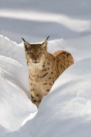 Ein eurasischer Luchs (Lynx lynx) im Schnee Ein eurasischer Luchs (Lynx lynx) im Schnee
