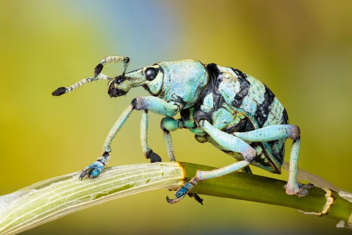 Focus Stack des Rüsselkäfers Eupholus schoenherri petiti aus Indonesien Focus Stack des Rüsselkäfers Eupholus schoenherri petiti aus Indonesien