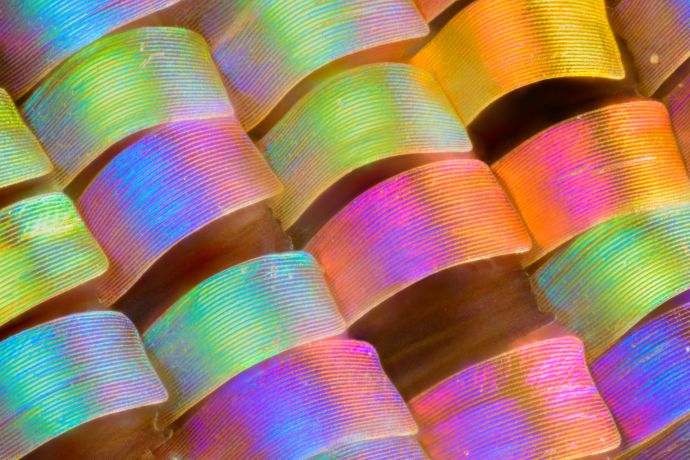 Die Schuppen eines Schmetterlings bei 50-facher Vergrößerung Die Schuppen eines Schmetterlings bei 50-facher Vergrößerung