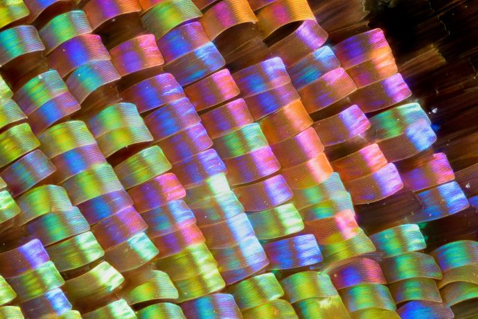 Die Schuppen eines Schmetterlings bei 20-facher Vergrößerung Die Schuppen eines Schmetterlings bei 20-facher Vergrößerung