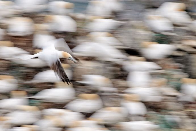 Basstölpel im Flug abstrakt