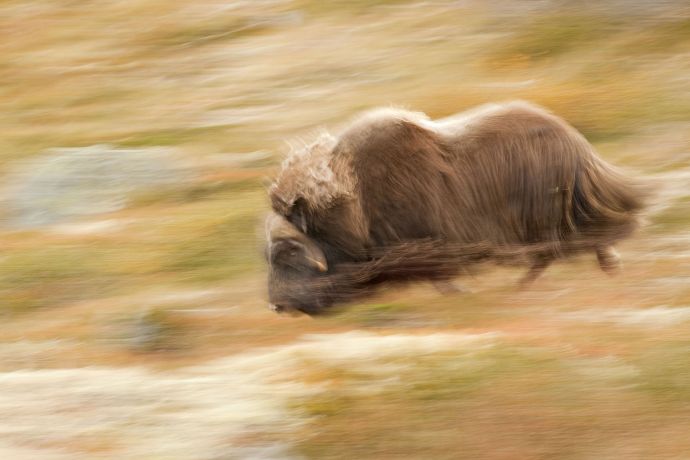 Rennender Moschusochse abstrakt durch Wischnewegung