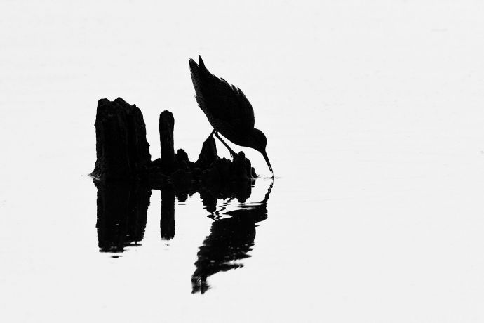 Rotschenkel auf Mückenjagd