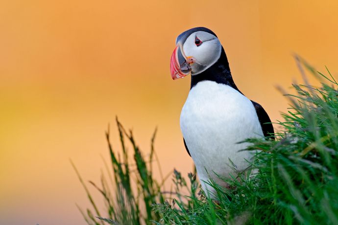 Papageitaucher in Island