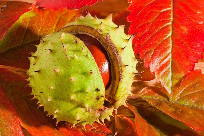 Eine Studioaufnahme einer aufgeplatzten Kastanie Eine Studioaufnahme einer aufgeplatzten Kastanie