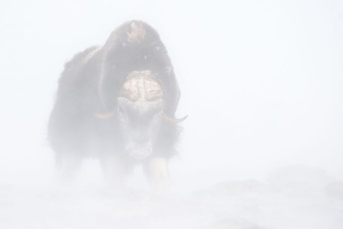 Moschusochse I’m Blizzard