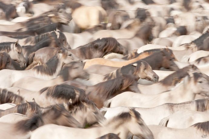 Wildpferde in Dülmen