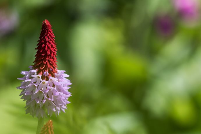 Orchideenprimel dieses Foto zeigt eine Orchideenprimel