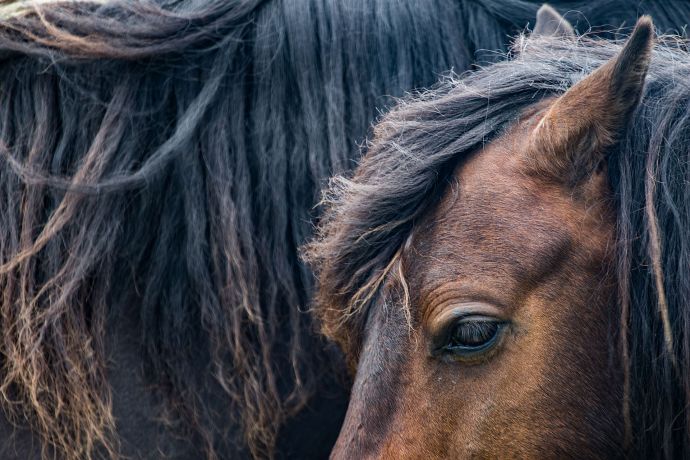 Pferde im Dartmoor dieses Foto zeigt Pferde im Dartmoor