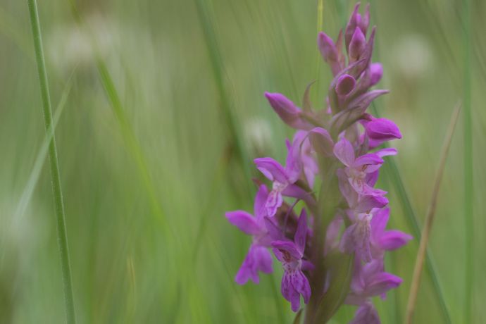 Orchidee dieses Foto zeigt eine Orchidee