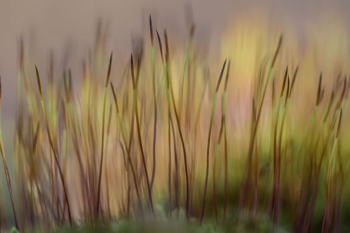 Flechten in Nahaufnahme dieses Foto zeigt Flechten in Nahaufnahme