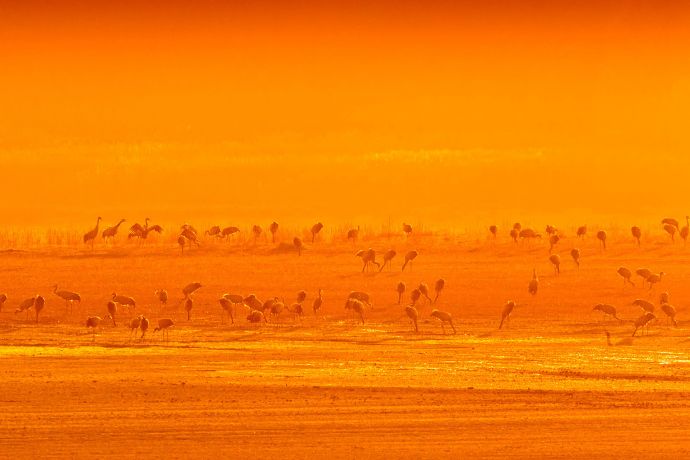 Kraniche an ihrem Rastplatz