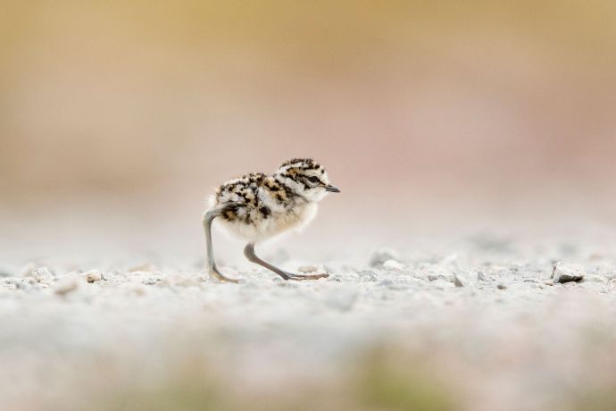 Mornellregenpfeiferküken