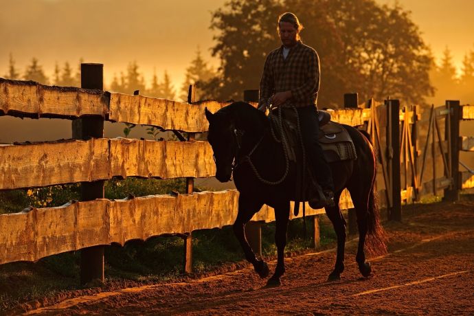 Pferdefotografie Pferdefotografie
