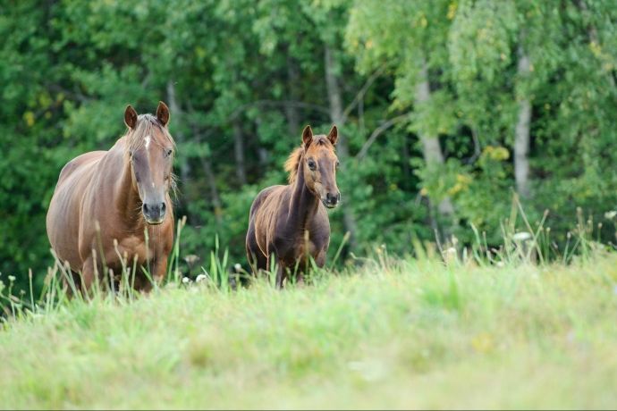 Fotoworkshop Pferdefotografie Fotoworkshop Pferdefotografie